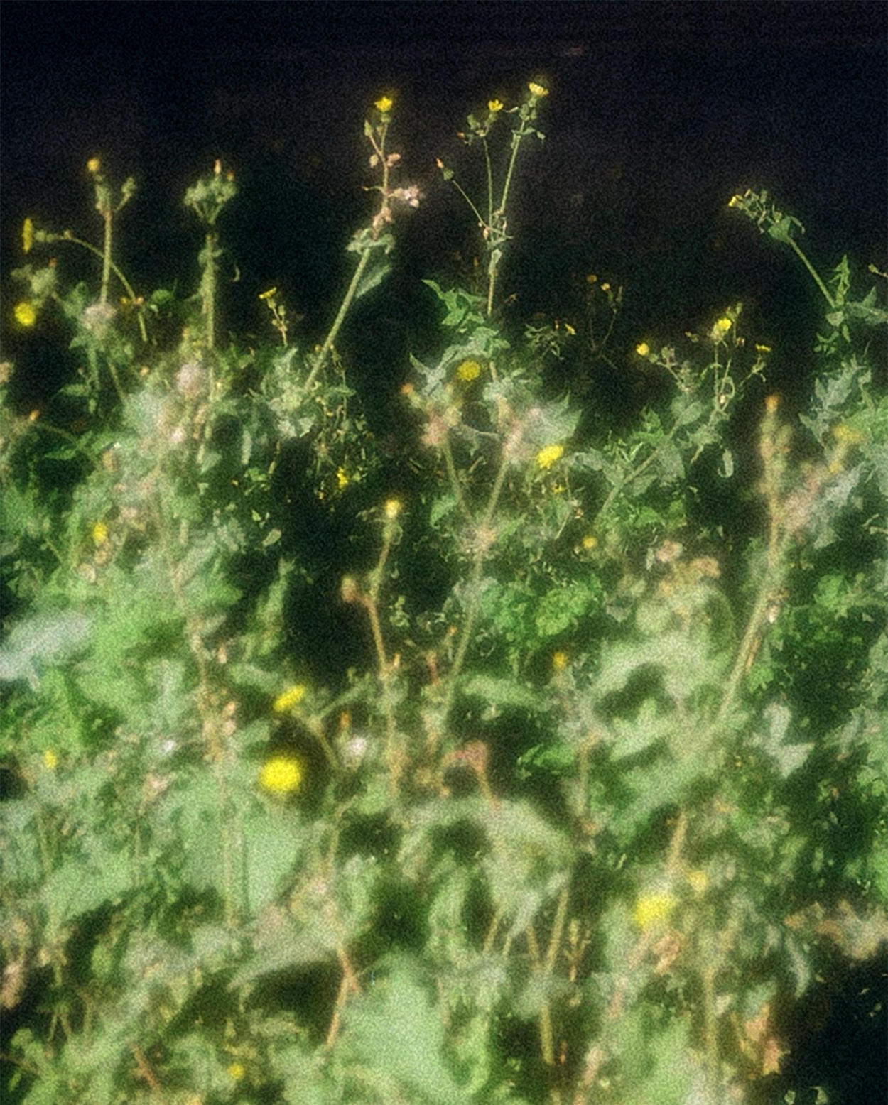 Silisia